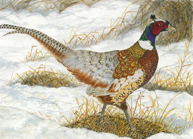 Little Pheasant