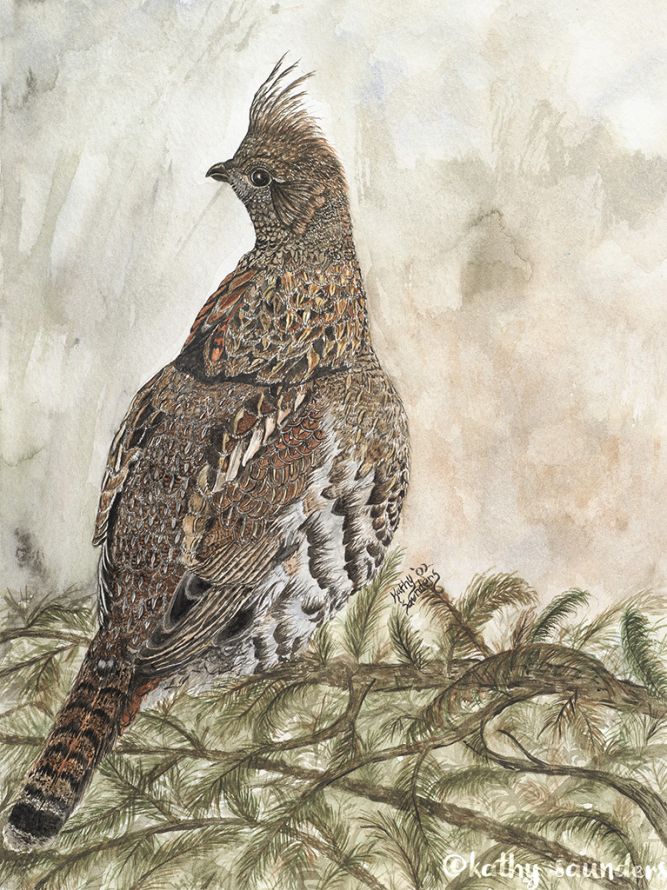 Ptarmigans
